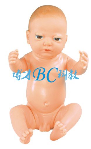 高級出生嬰兒模型